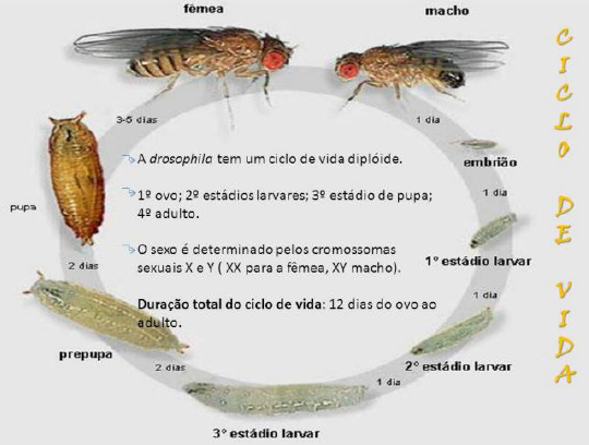 Drosophila Melanogaster Notapositiva 
