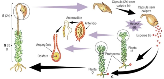 Ciclo de Vida do Musgo
