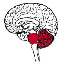 Тест мозга 4. Мотонейроны головного мозга. Варолиев мост клипарт гифка. 4 Мозга квесты.