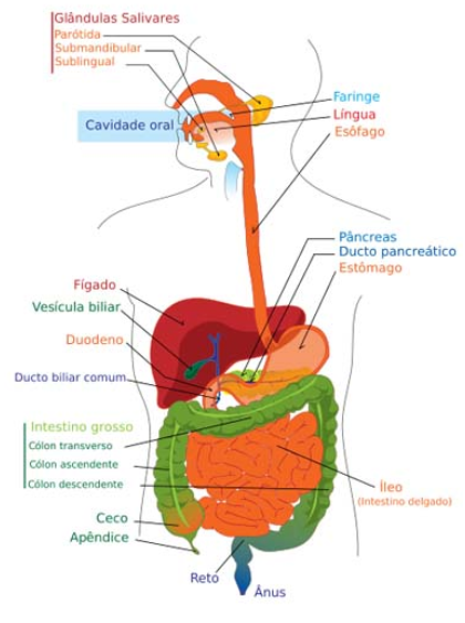 Sistema Digestivo