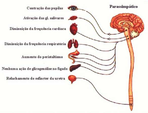 sistema-endocrino-1