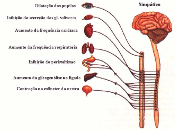 sistema-endocrino-2