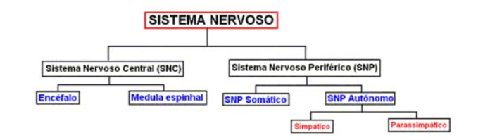 sistema-nervoso-1