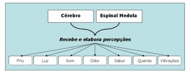 sistema-nervoso-2