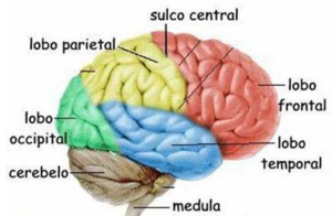 sistema-nervoso-5