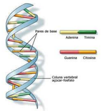 Constituição do ADN