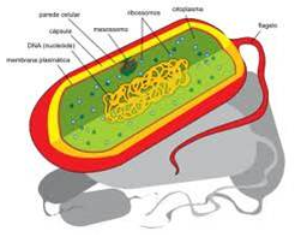 Célula Procariótica