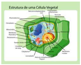 Célula Vegetal