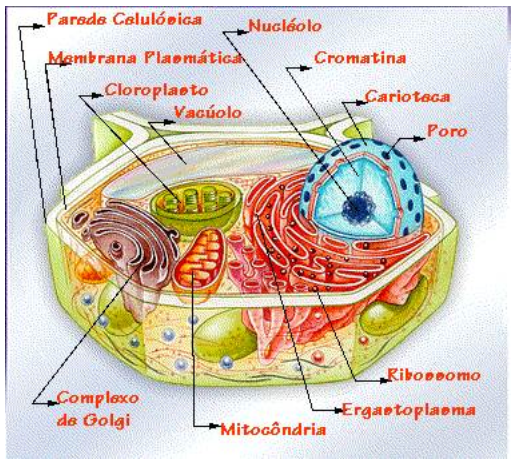 Célula Vegetal