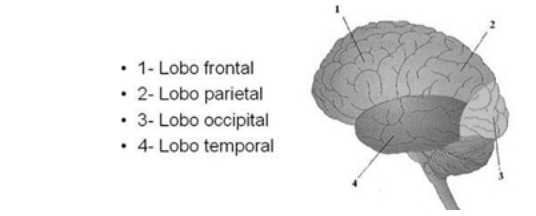 lobos-cerebrais