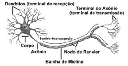 neuronio