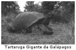 tartaruga-gigante