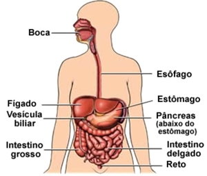 Sistema Digestivo