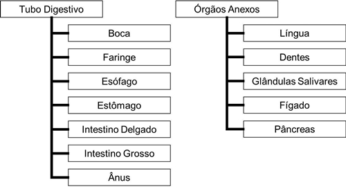 09_sistema_digestivo_02_d