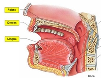 09_sistema_digestivo_04_d