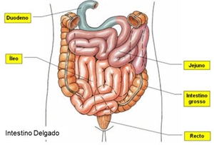 09_sistema_digestivo_06_d