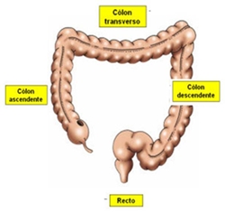 09_sistema_digestivo_07_d