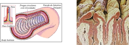 09_sistema_digestivo_11_d