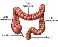 09_sistema_digestivo_12_d