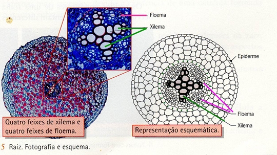 10_transporte_nas_plantas_02_d