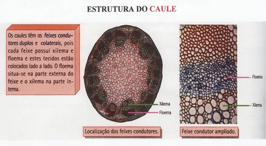 10_transporte_nas_plantas_03_d