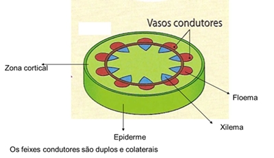 10_transporte_nas_plantas_04_d