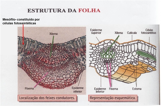 10_transporte_nas_plantas_05_d