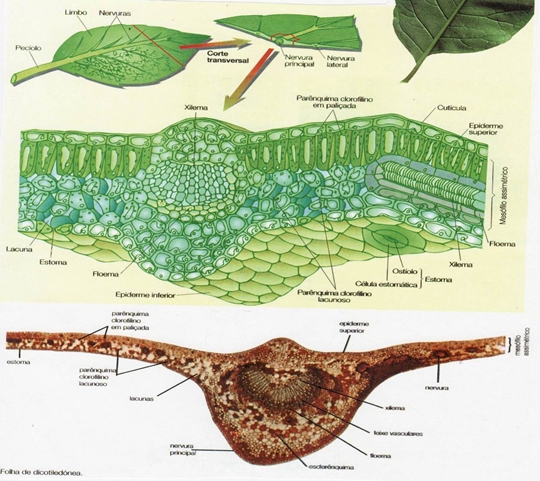 10_transporte_nas_plantas_06_d