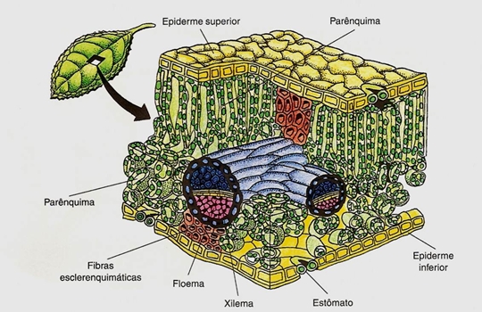 10_transporte_nas_plantas_07_d