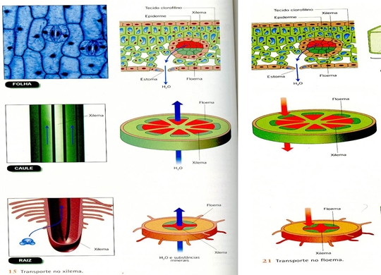 10_transporte_nas_plantas_08_d