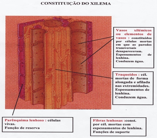 10_transporte_nas_plantas_09_d