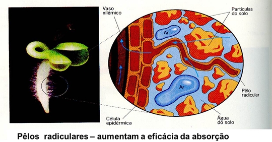 10_transporte_nas_plantas_10_d