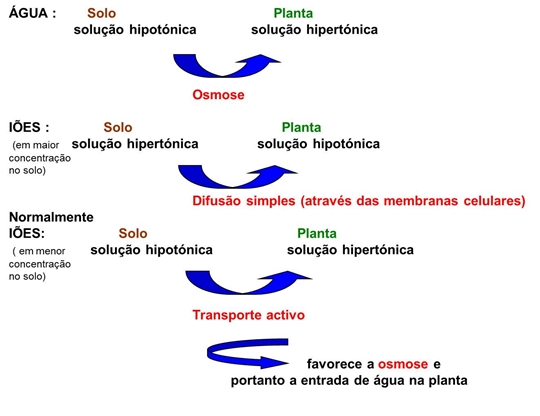 10_transporte_nas_plantas_11_d