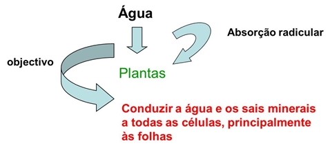 10_transporte_nas_plantas_13_d