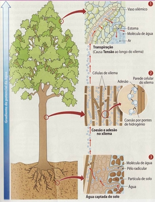 10_transporte_nas_plantas_14_d