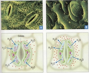 10_transporte_nas_plantas_15_d