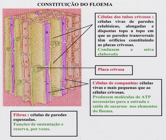 10_transporte_nas_plantas_16_d