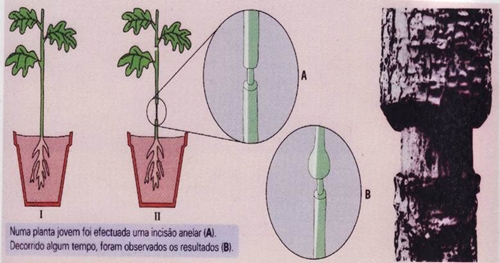 10_transporte_nas_plantas_19_d