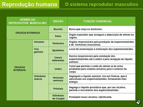 Funções dos órgãos que intervém no sistema reprodutor masculino