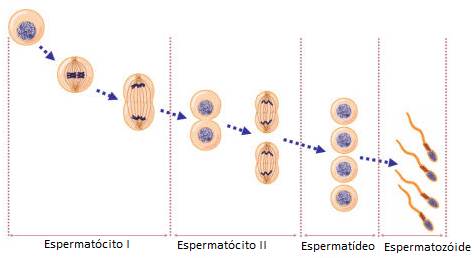 Espermatogénese