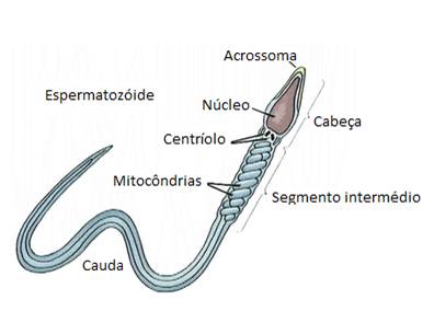 Constituição de um espermatozóide