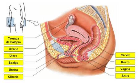 Aparelho reprodutor feminino