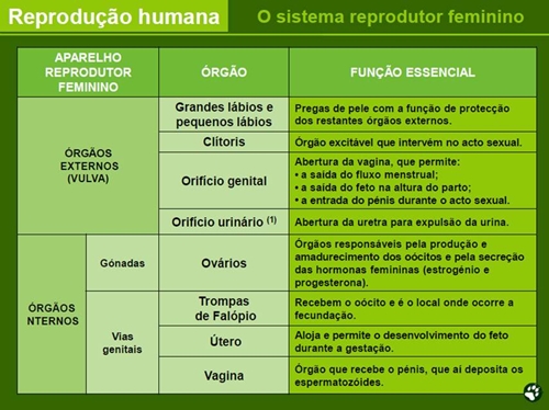 Funções dos órgãos que intervém no sistema reprodutor feminino