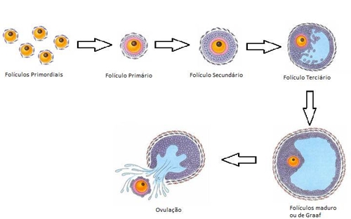 Evolução dos folículos ovários