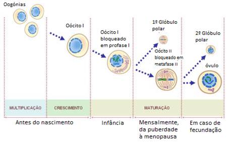 Ciclo ovário