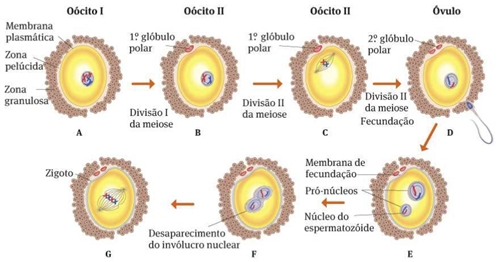 12_reproducao_humana_14_d