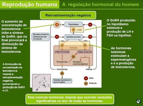 12_reproducao_humana_15_d