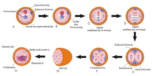 12_reproducao_humana_22_d