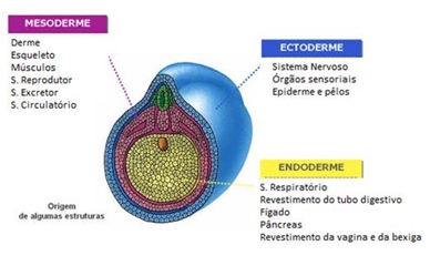 Gástrula