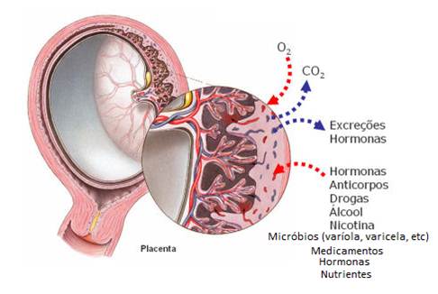 Trocas placentárias